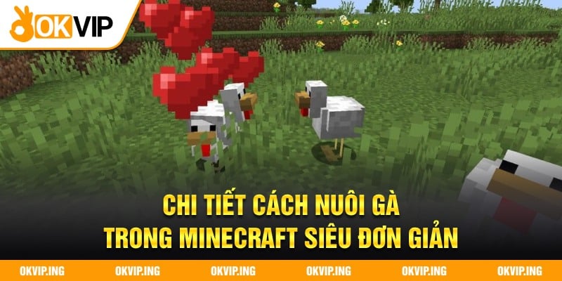 Chi tiết cách nuôi gà trong Minecraft siêu đơn giản